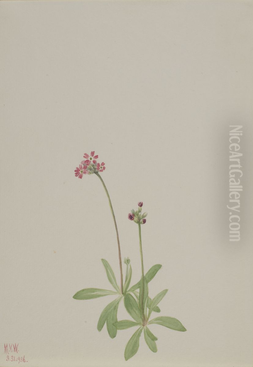 Untitled Oil Painting by Mary Vaux Walcott