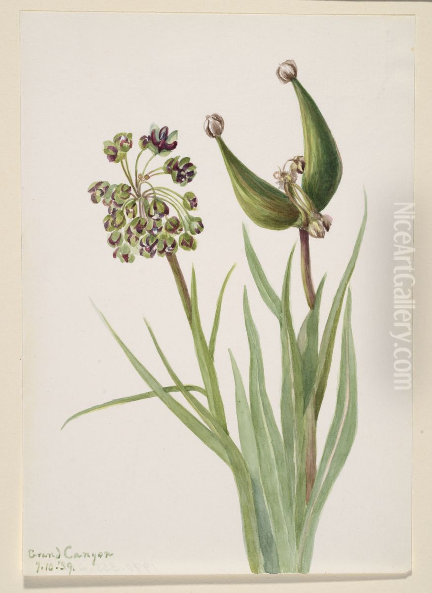 Untitled--Plant Study Oil Painting by Mary Vaux Walcott