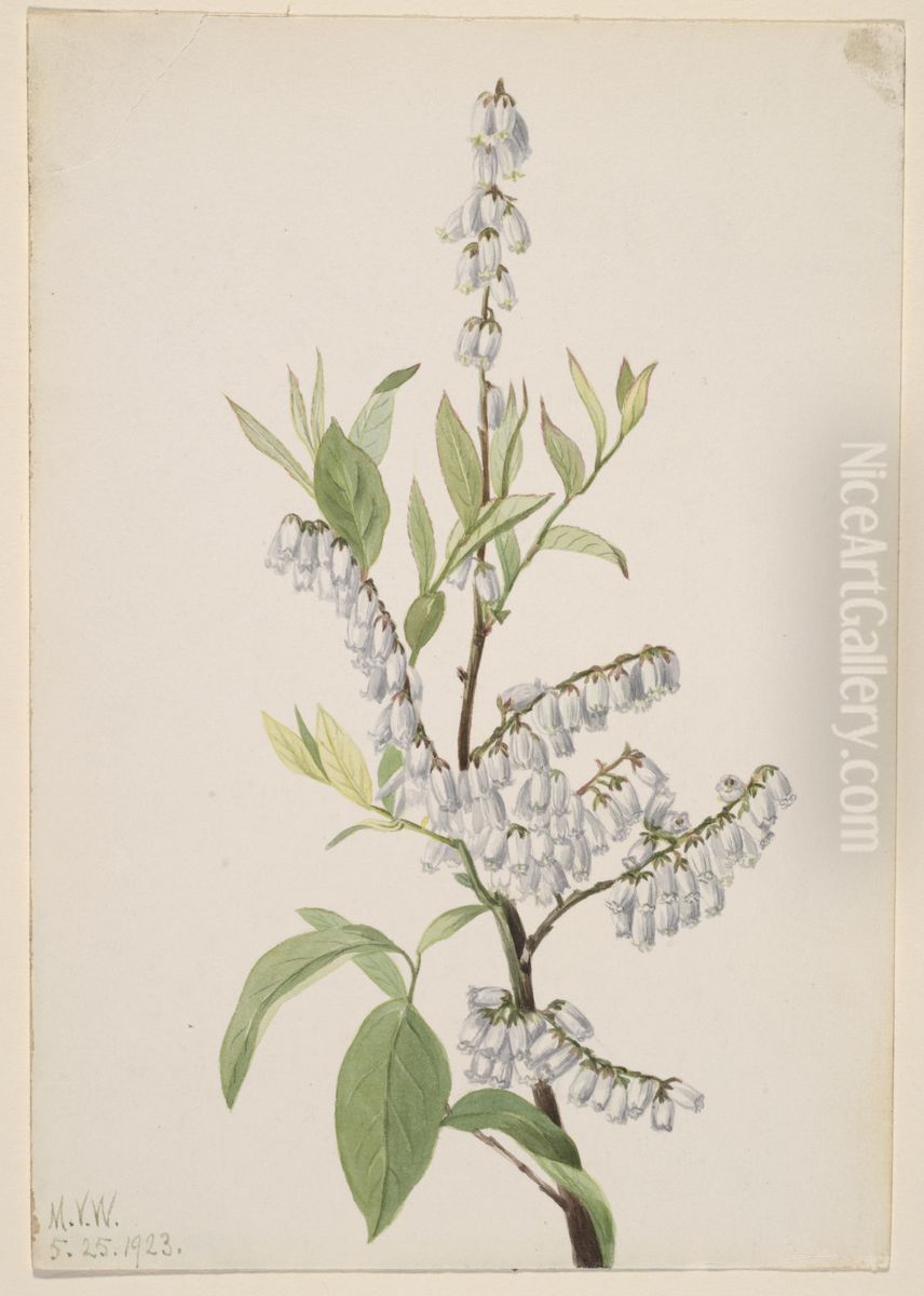 Untitled--Plant Study Oil Painting by Mary Vaux Walcott