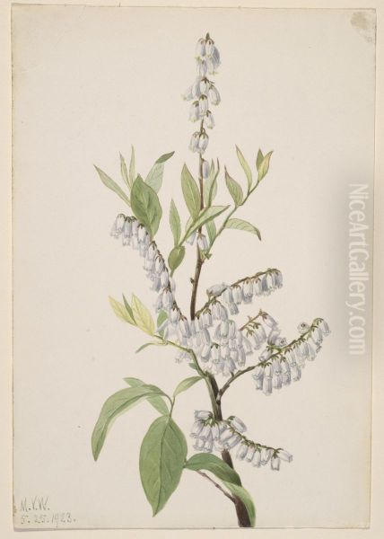 Untitled--Plant Study Oil Painting by Mary Vaux Walcott