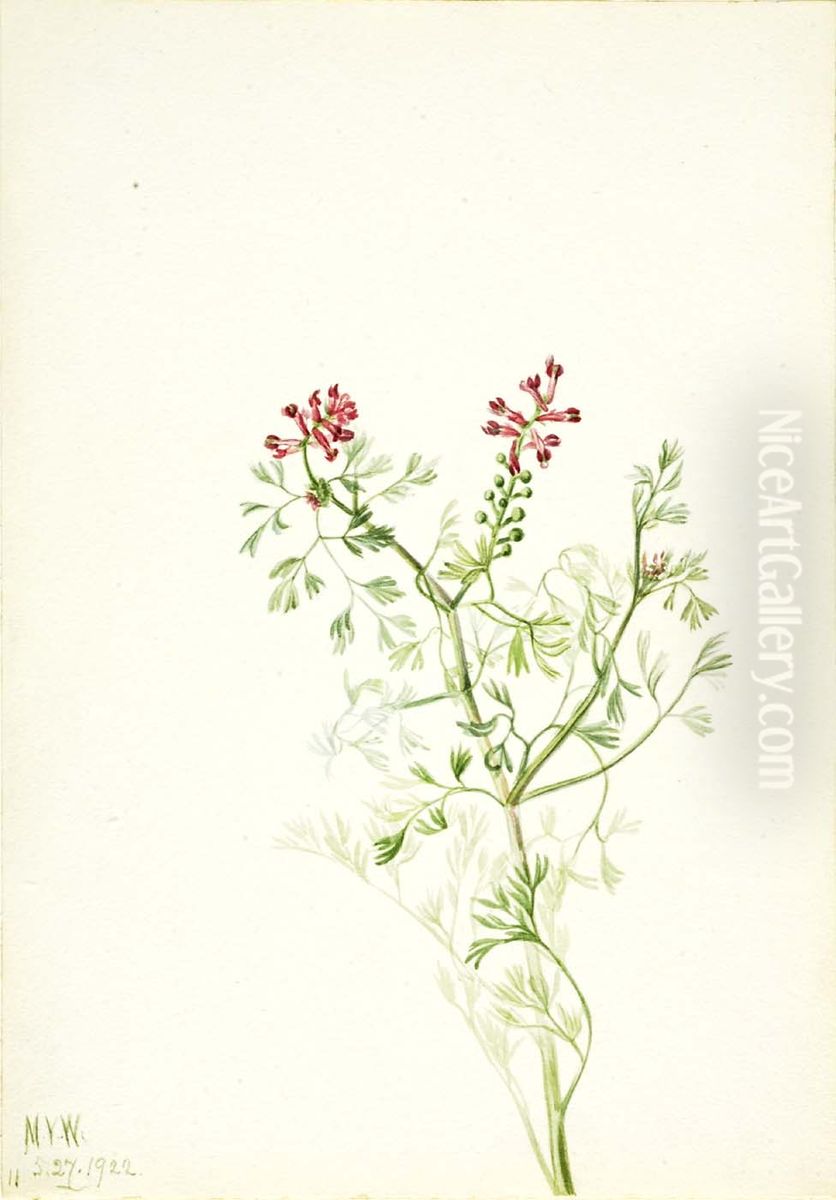 Untitled--Plant Study Oil Painting by Mary Vaux Walcott