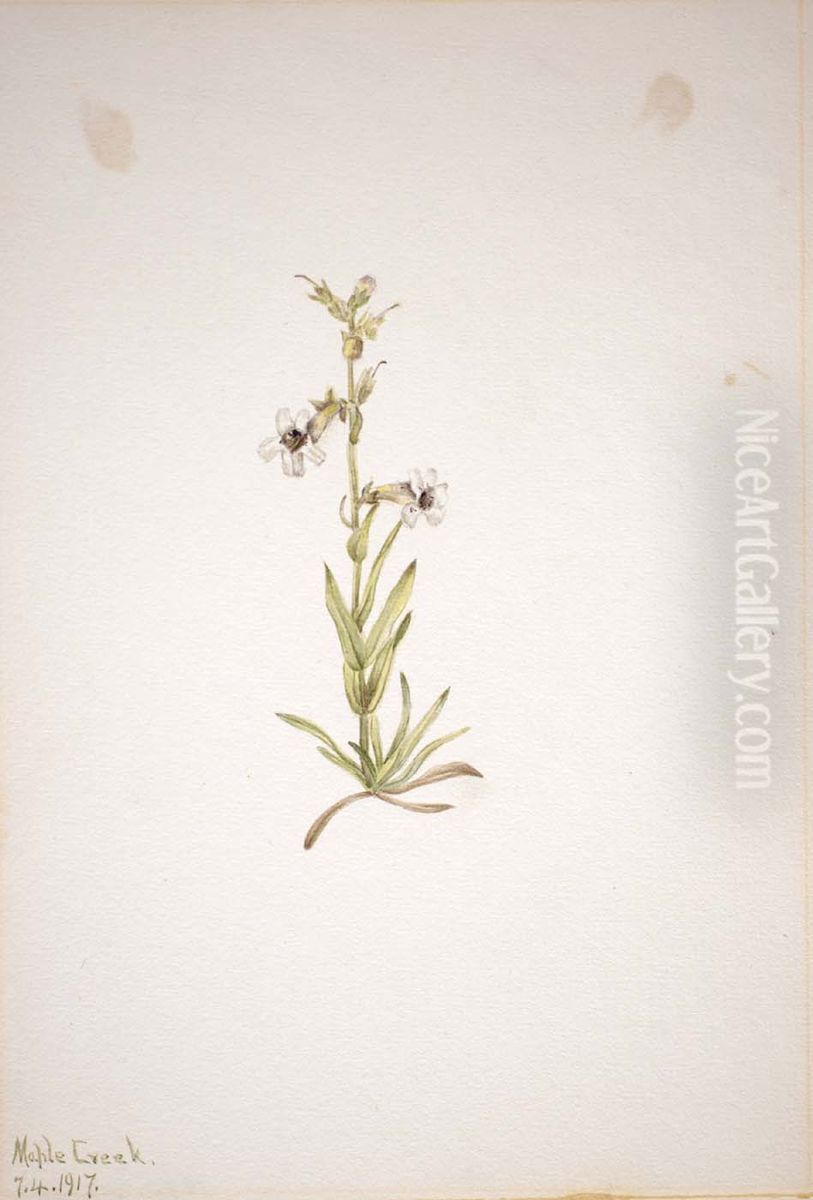 (Untitled--Plant Study) Oil Painting by Mary Vaux Walcott