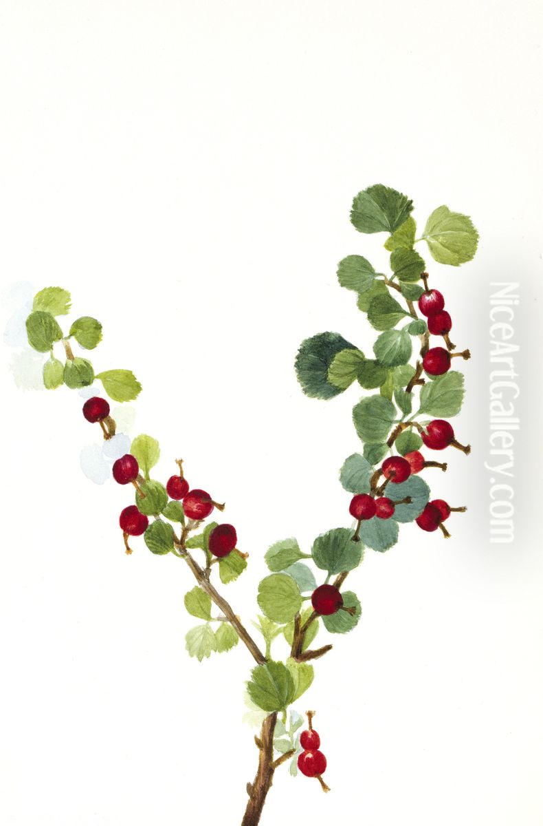 Currant (unfinished) (Ribes species) Oil Painting by Mary Vaux Walcott