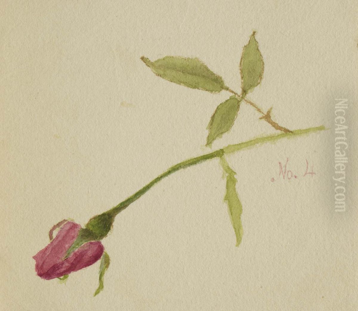 Untitled (Rose) Oil Painting by Mary Vaux Walcott