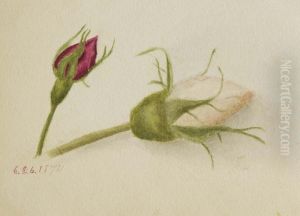 Untitled (Rosebuds)
