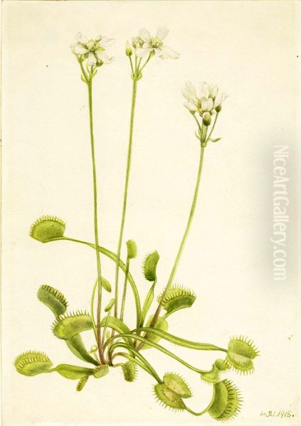 Venus Flytrap (Dionaea muscipula) Oil Painting by Mary Vaux Walcott