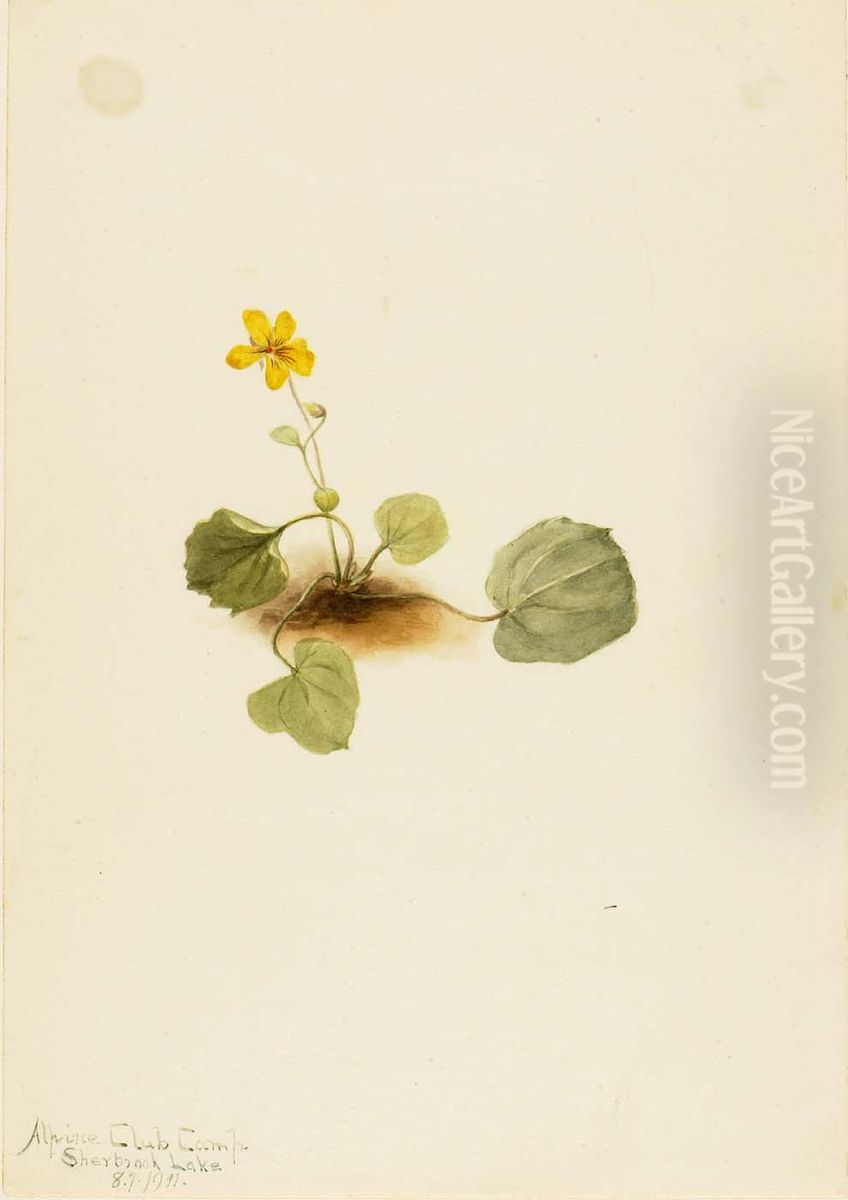 Viola orbiculata Oil Painting by Mary Vaux Walcott