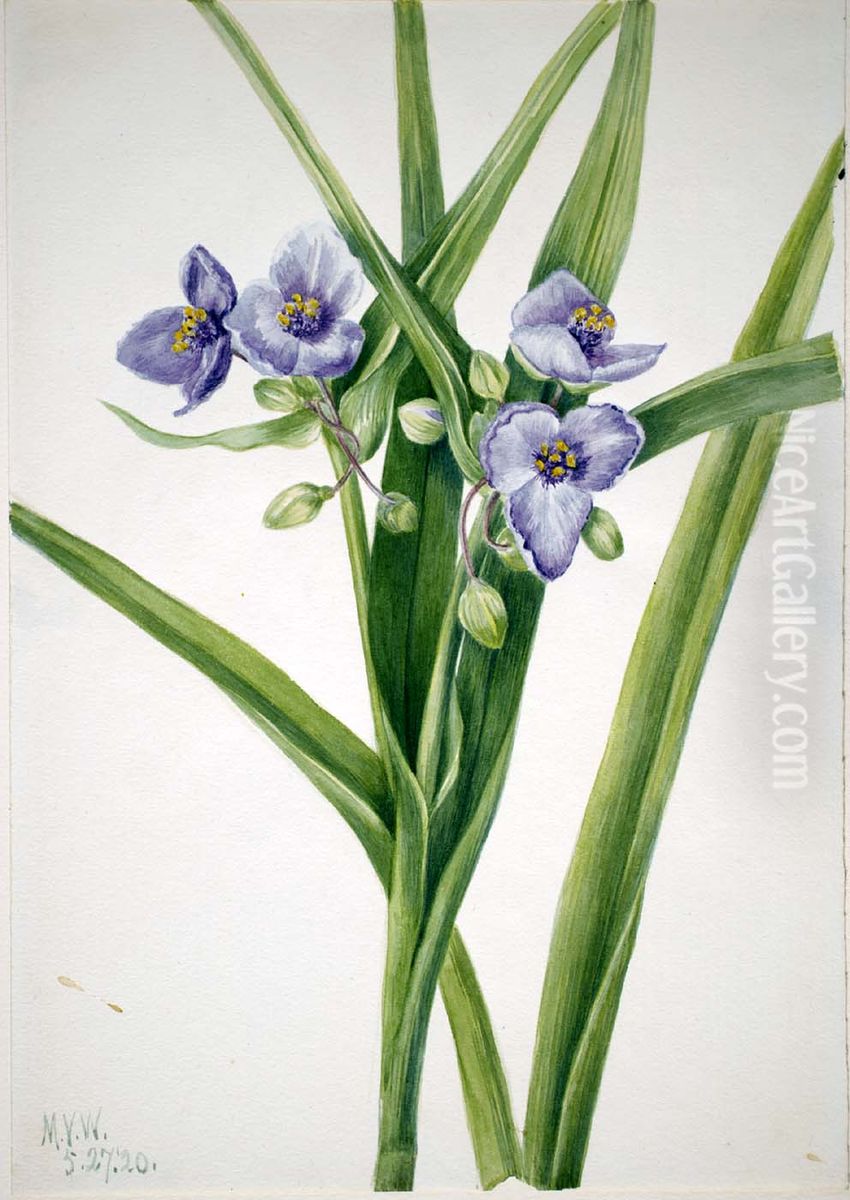 Virginia Spiderwort (Tradescantia virginiana) Oil Painting by Mary Vaux Walcott
