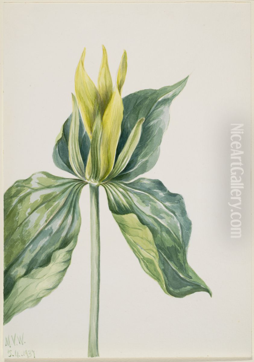 Wake-Robin (Trillium underwoodii) Oil Painting by Mary Vaux Walcott
