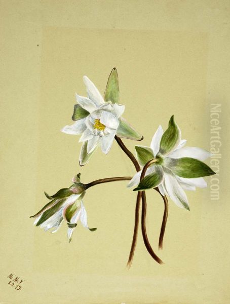 Water Lilies (Castalia odorata) Oil Painting by Mary Vaux Walcott