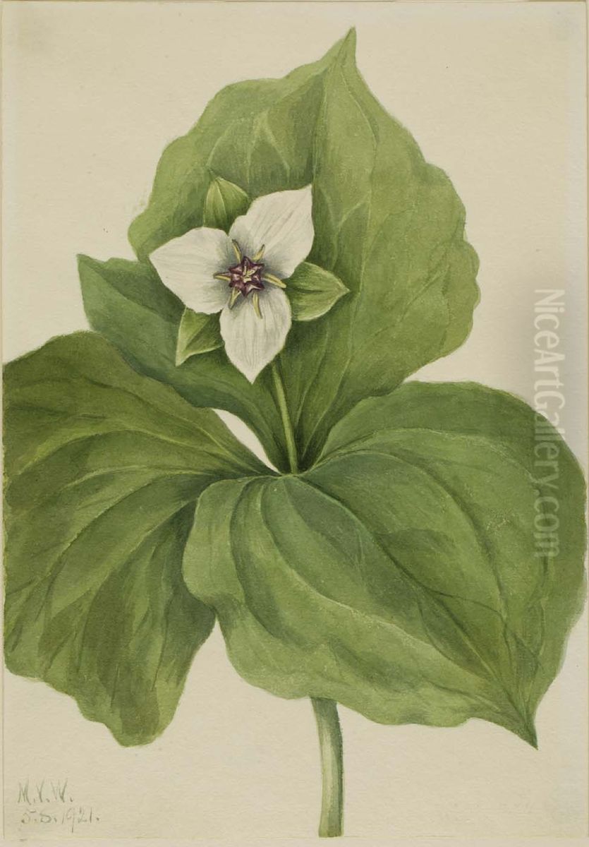 Wax Trillium (Trillium album) Oil Painting by Mary Vaux Walcott