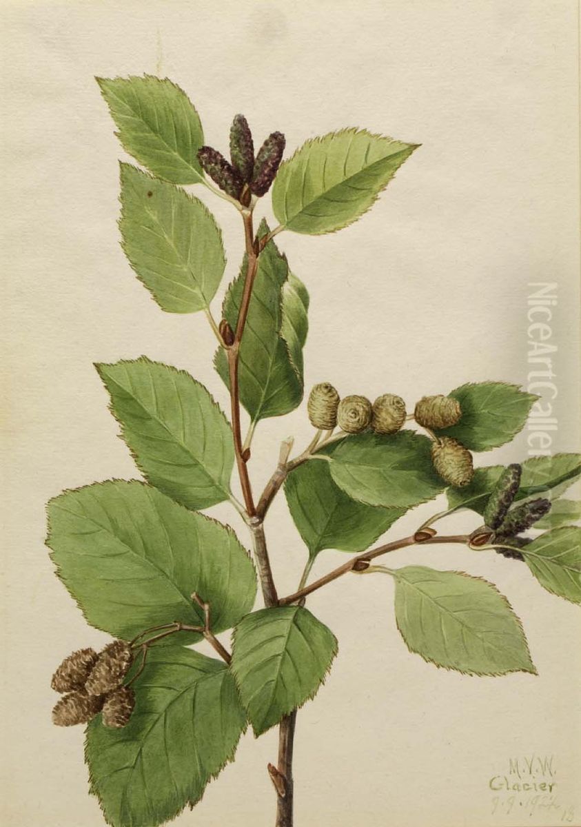Western Green Alder (Alnus sinuata) Oil Painting by Mary Vaux Walcott