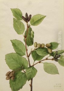 Western Green Alder (Alnus sinuata)