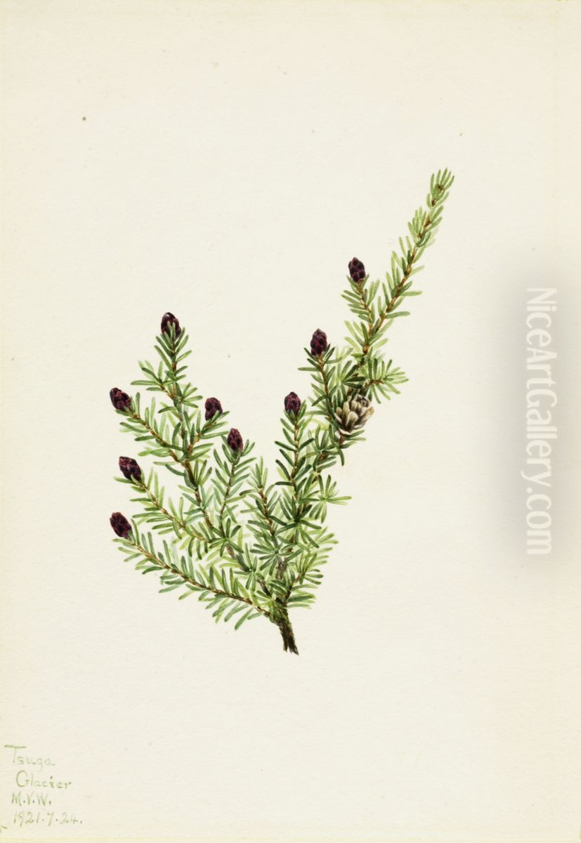 Western Hemlock (Tsuga heterophylla) Oil Painting by Mary Vaux Walcott