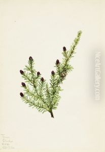 Western Hemlock (Tsuga heterophylla)