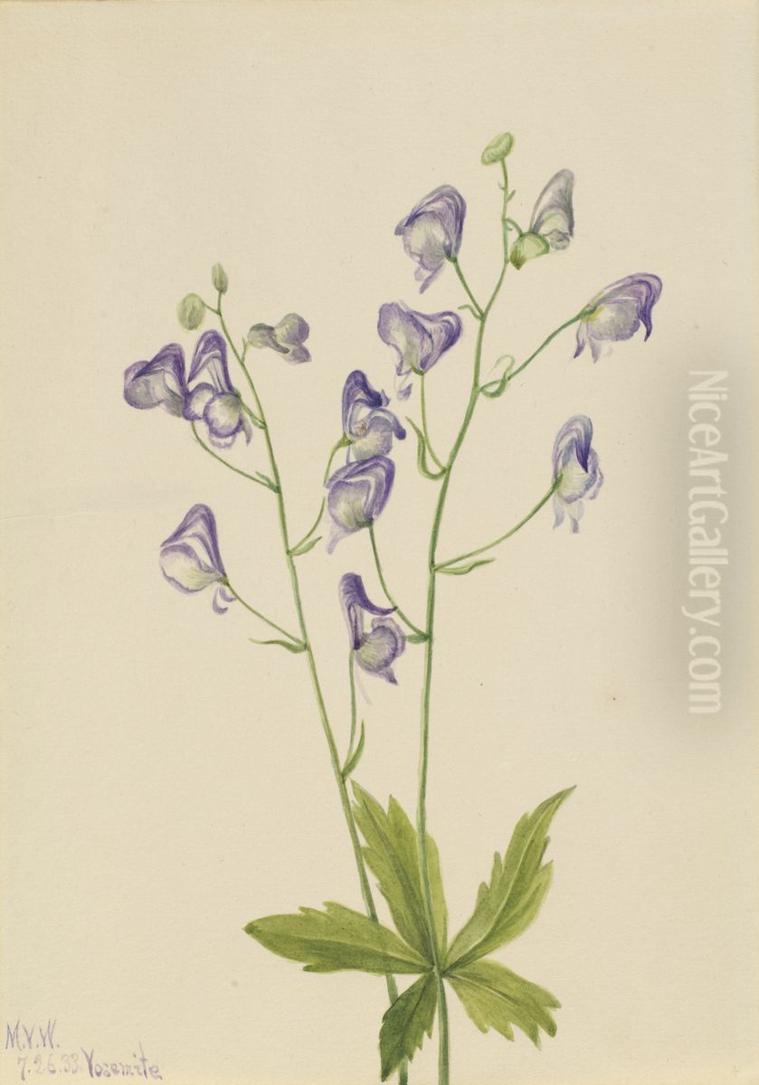 Western Monkshood (Aconitum columbianum) Oil Painting by Mary Vaux Walcott