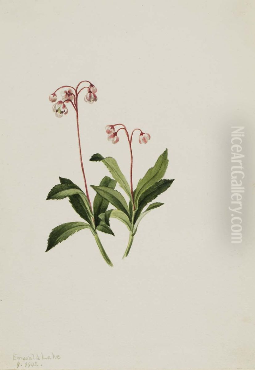 Western Pipsissewa (Chimaphila umbellata) Oil Painting by Mary Vaux Walcott