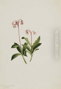 Western Pipsissewa (Chimaphila umbellata)