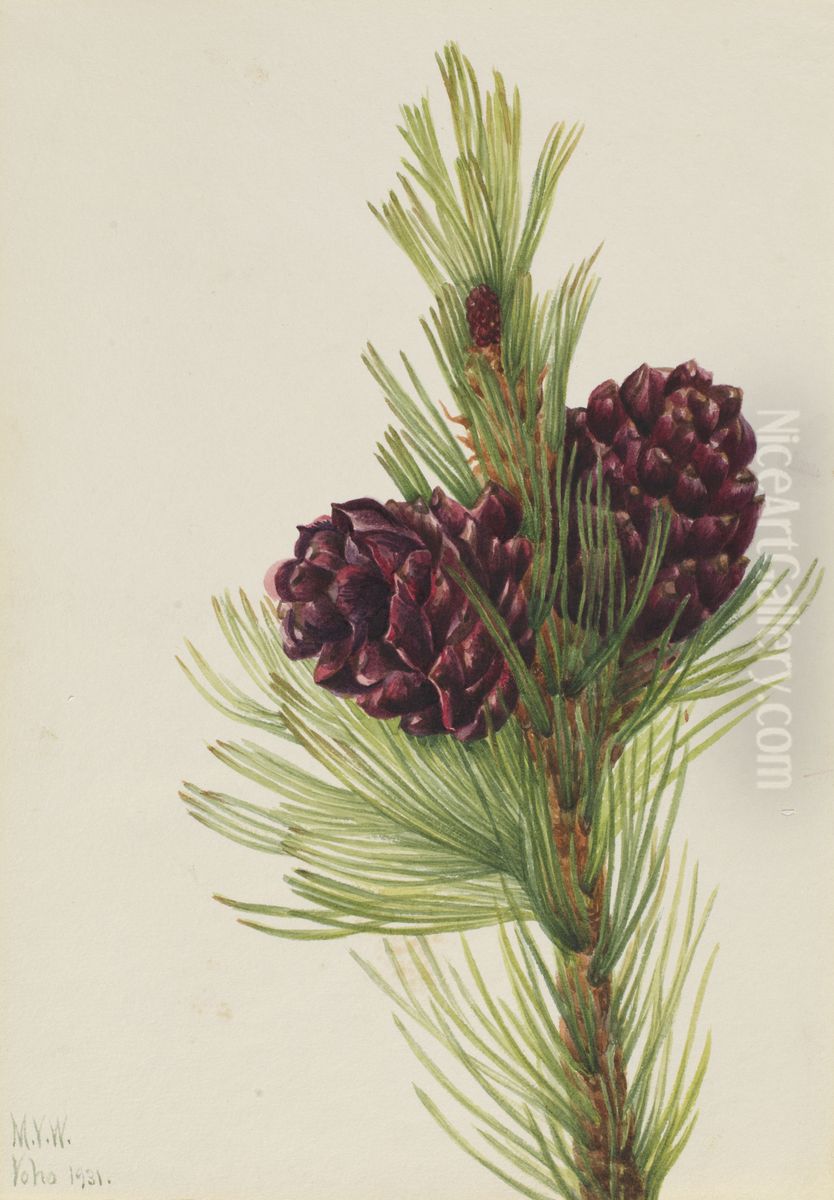 Whitebark Pine (Pinus albicaulis) Oil Painting by Mary Vaux Walcott