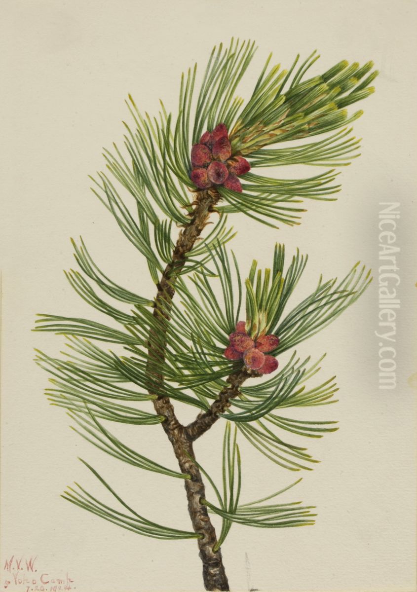 Whitebark Pine (Pinus albicaulis) Oil Painting by Mary Vaux Walcott