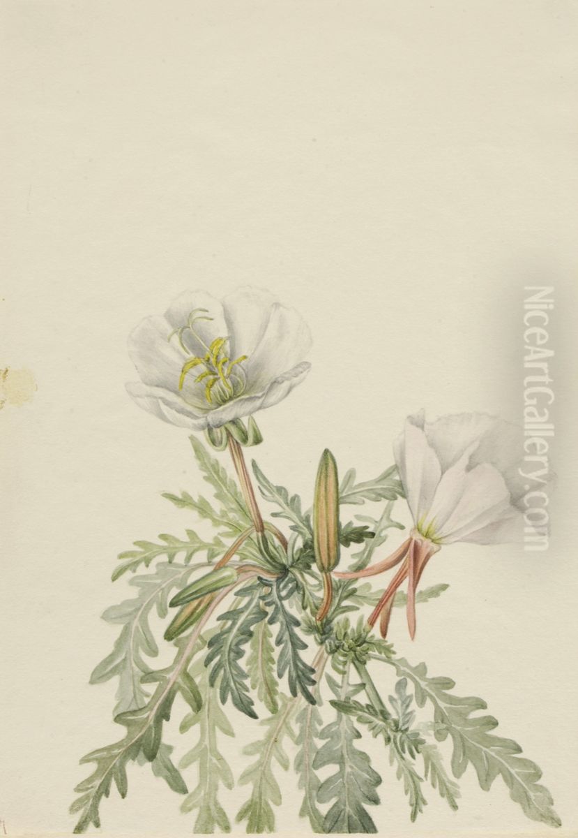 White Dawnrose (Pachyloplus marginatus) Oil Painting by Mary Vaux Walcott