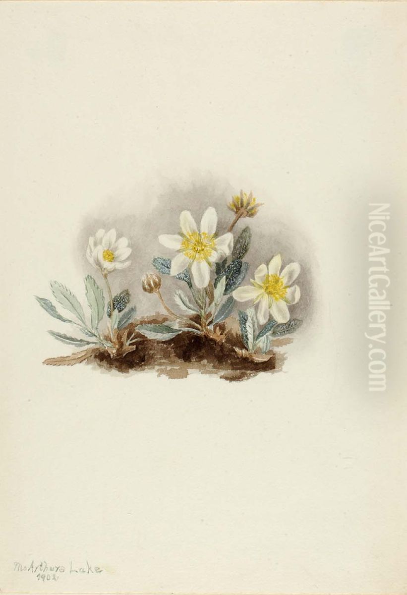 White Dryad (Dryas octopetala) Oil Painting by Mary Vaux Walcott