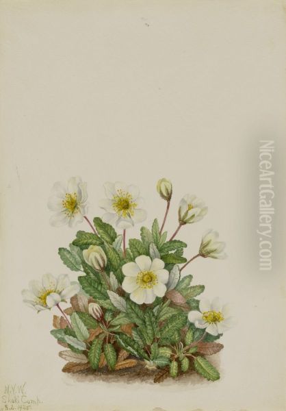 White Dryad (Dryas octopetala) Oil Painting by Mary Vaux Walcott