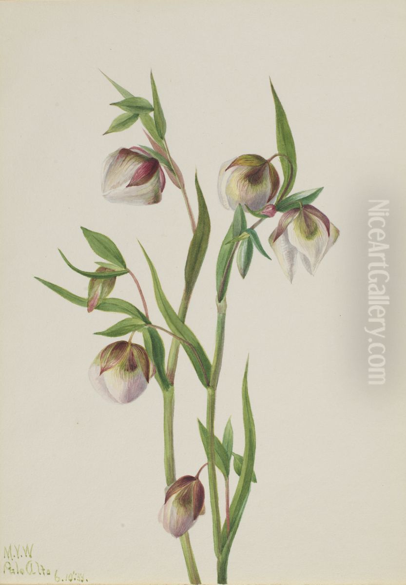 White Fairy Lantern (Calochortus albus) Oil Painting by Mary Vaux Walcott