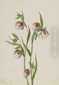 White Fairy Lantern (Calochortus albus)