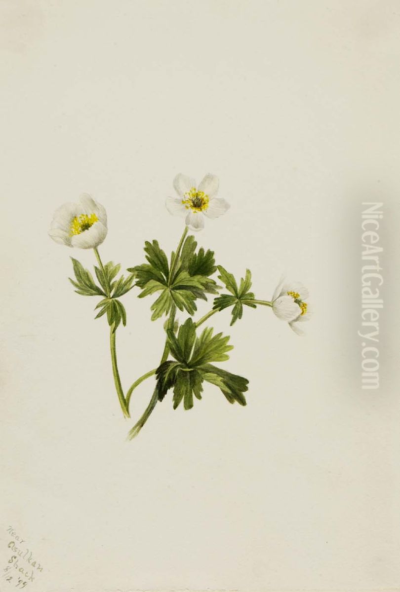 White Globeflower (Trollius albiflorus) Oil Painting by Mary Vaux Walcott