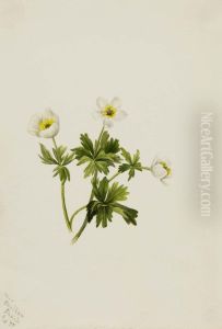 White Globeflower (Trollius albiflorus)