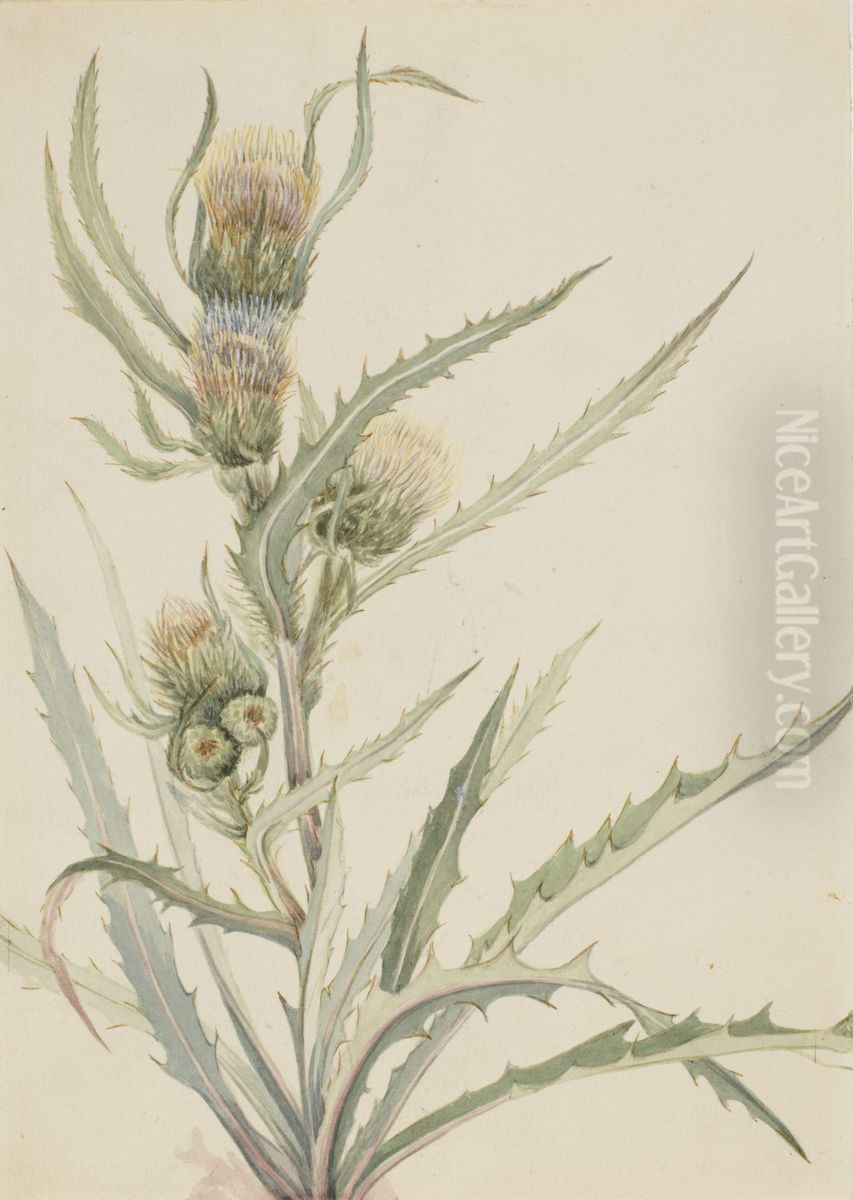 White Thistle (Cirsium hookeranum) Oil Painting by Mary Vaux Walcott