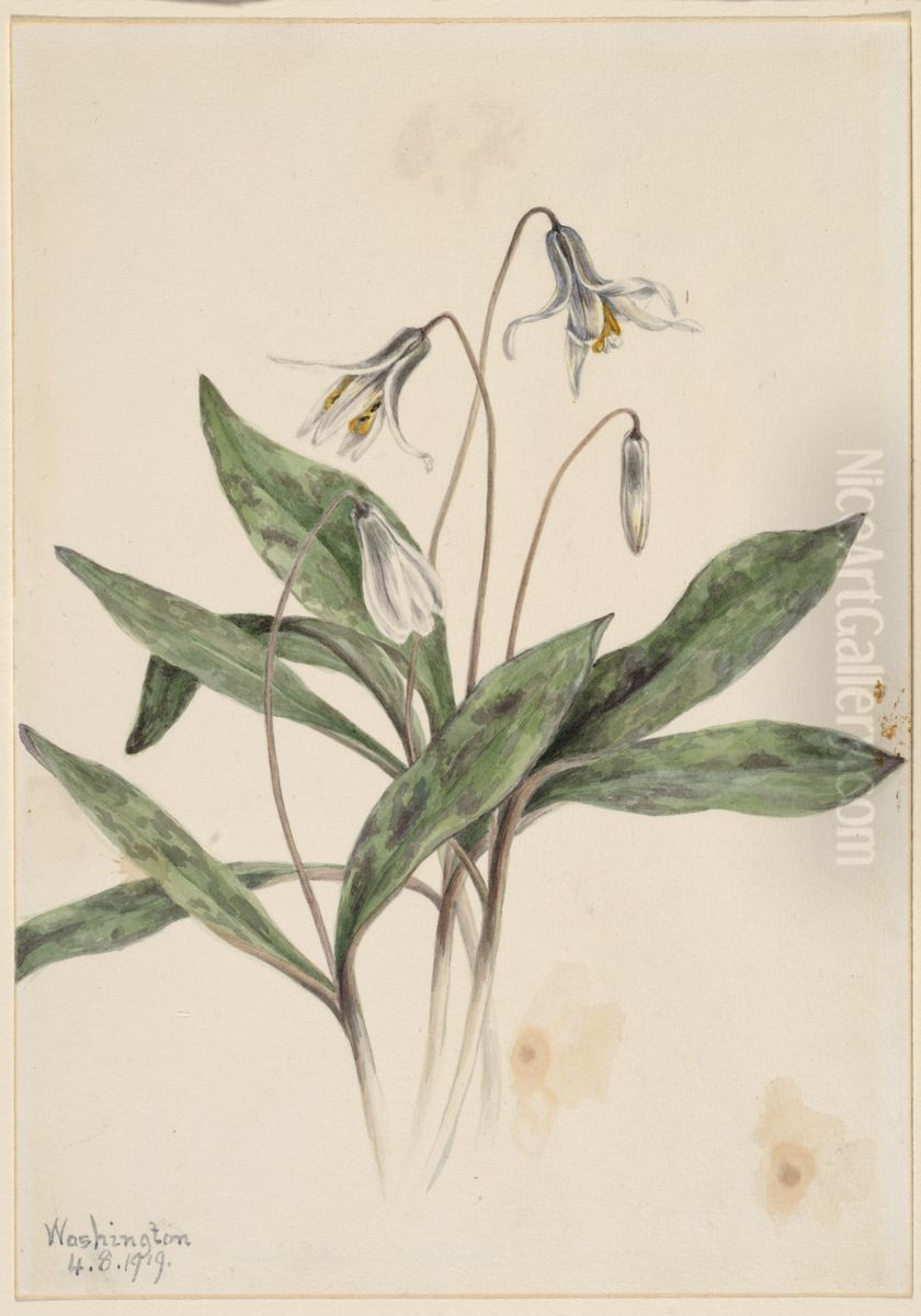 White Troutlily (Erythronium albidum) Oil Painting by Mary Vaux Walcott