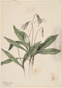 White Troutlily (Erythronium albidum)