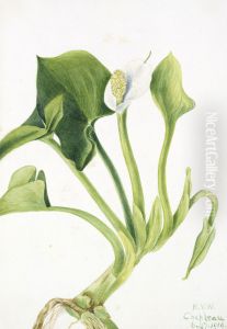Wild Calla (Calla palustris)