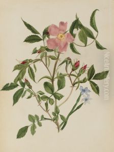Wild Rose and Blue-eyed Grass (Rosa species and Sisyrinchium species)