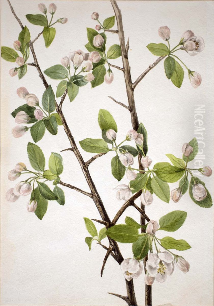 Wild Sweet Crab (Malus coronaria) Oil Painting by Mary Vaux Walcott