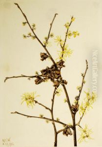 Witch Hazel (Hamamelis virginiana)
