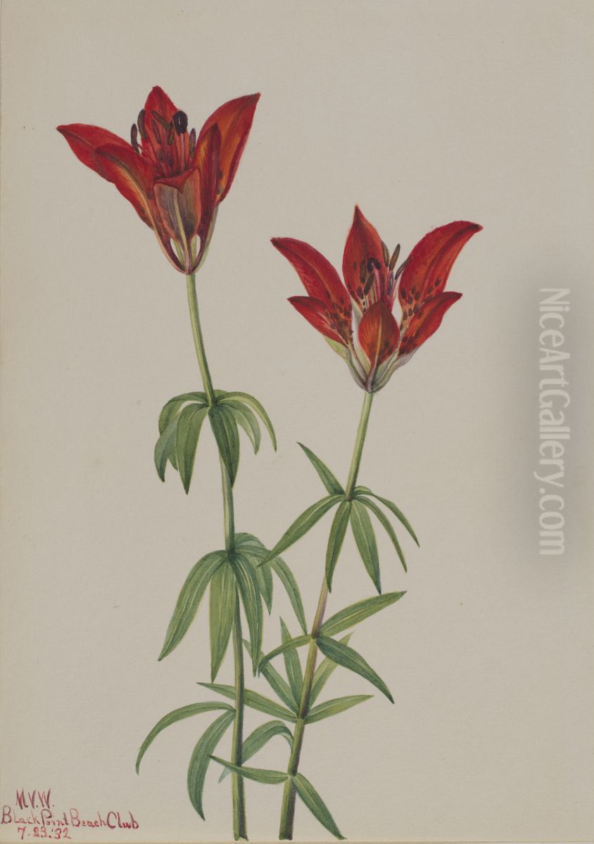 Wood Lily (Lilium philadelphicum) Oil Painting by Mary Vaux Walcott