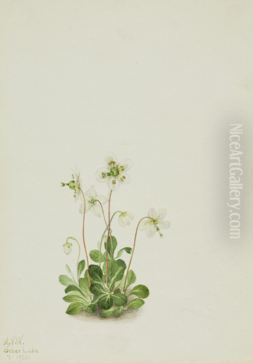 Wood Nymph (Moneses uniflora) Oil Painting by Mary Vaux Walcott