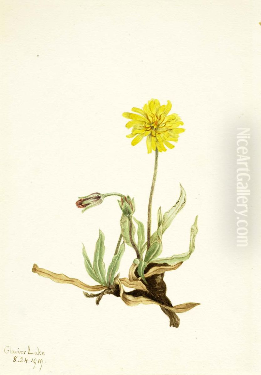 Woolly Agoseris (Agoseris villosa) Oil Painting by Mary Vaux Walcott