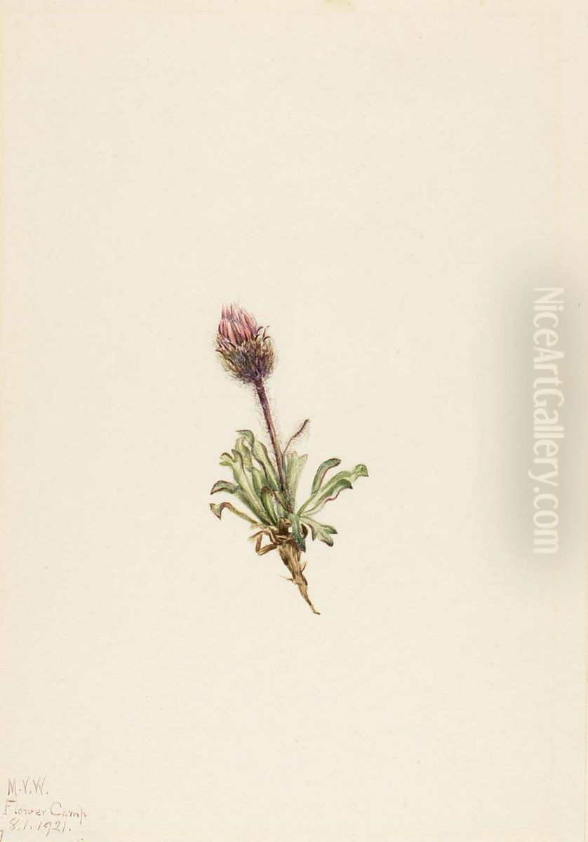 Woolly Fleabane (Erigeron lanatus) Oil Painting by Mary Vaux Walcott