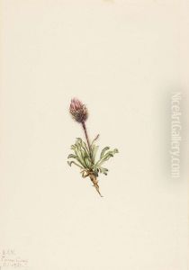 Woolly Fleabane (Erigeron lanatus)