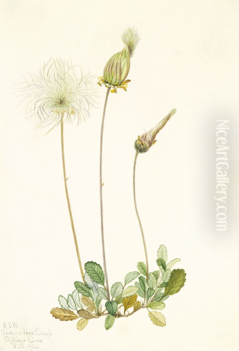 Yellow Dryad (fruit) (Dryas drummondii) Oil Painting by Mary Vaux Walcott