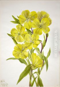 Evening Primrose (Oenothera)