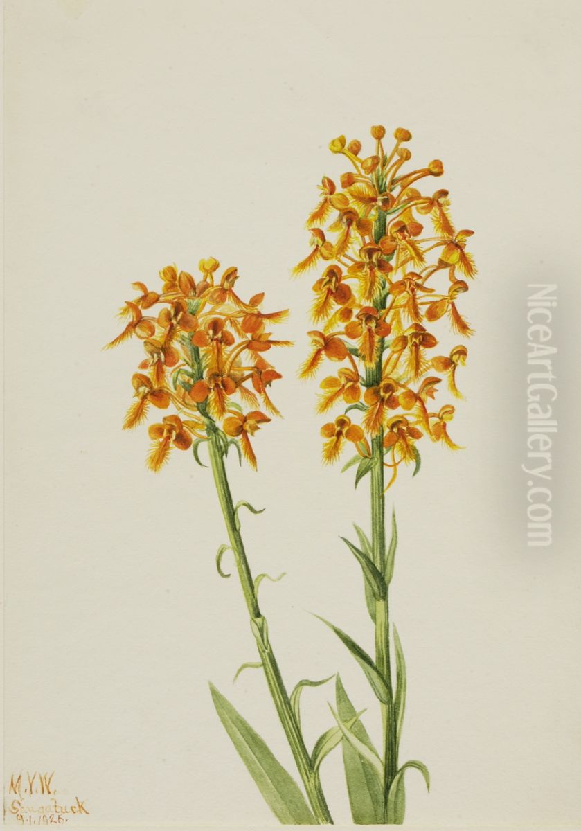 Yellow Fringe Orchid (Habenaria ciliaris) Oil Painting by Mary Vaux Walcott Yellow Fringe Orchid (Habenaria ciliaris) Oil Painting by Mary Vaux Walcott