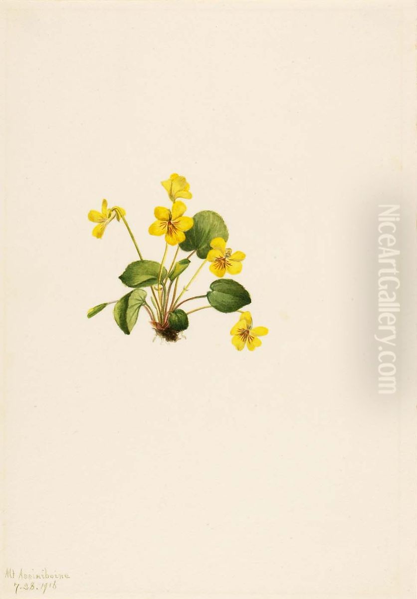 Yellow Violet (Viola orbiculata) Oil Painting by Mary Vaux Walcott