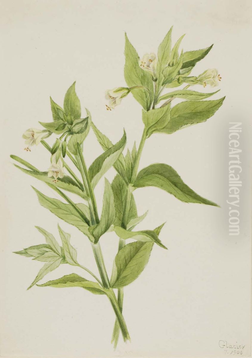 Yellow Willow-Weed (Epilobium lutem) Oil Painting by Mary Vaux Walcott