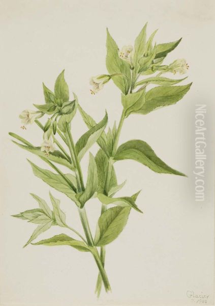 Yellow Willow-Weed (Epilobium lutem) Oil Painting by Mary Vaux Walcott