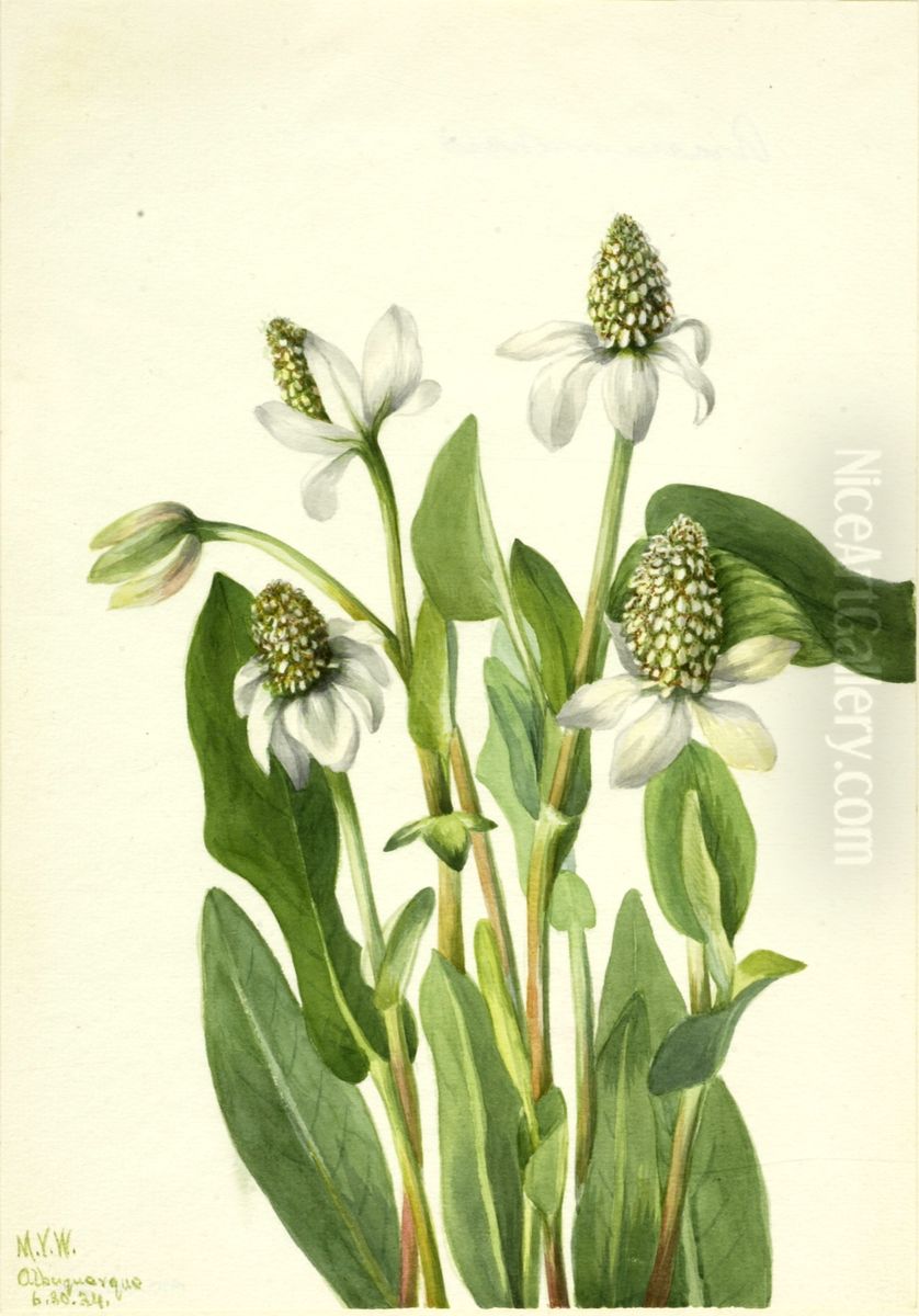 Yerba Mansa (Anemopsis californica) Oil Painting by Mary Vaux Walcott